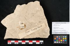 Foto (Objekt + Etikett) von Pinus pumilio Haenke (NHMW-GEO-2024-0188-11335)